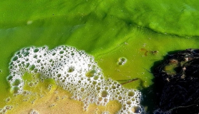 Озеро Ханто окрасилось в зеленый цвет, гибнет рыба