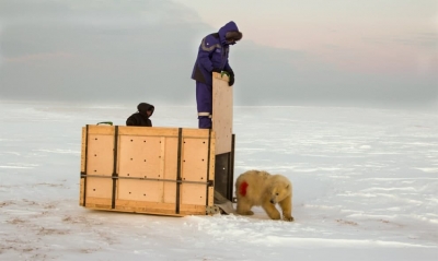 Ямальских белых медведей переселили в национальный парк «Гыданский»
