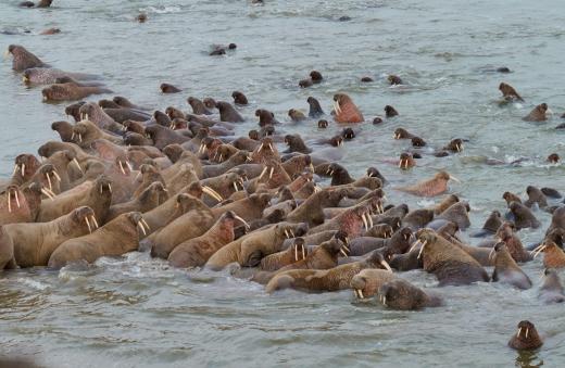 Ямальскому лежбищу моржей могут придать статус особо охраняемой территории